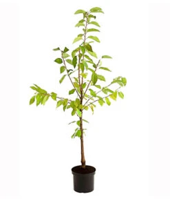 Süßkirschen-Duo 'Kordia/Burlat' 7 Süßkirschen-Duo 'Kordia/Burlat' -Gartenbedarf Angebote 7703234 PR FS 001 KirschenDuoKordiaBurlat95LiterDehnerExpressHerzig