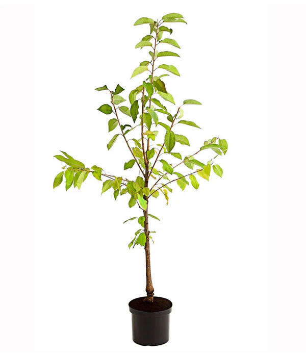 Süßkirschen-Duo 'Kordia/Burlat' 4 Süßkirschen-Duo 'Kordia/Burlat' – Bild 4