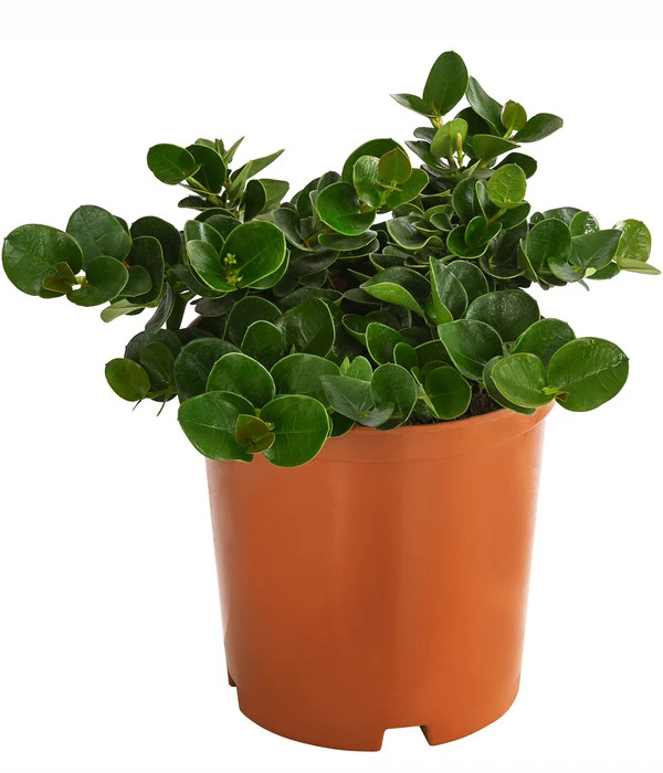 Natalpflaume 2 Natalpflaume – Bild 2