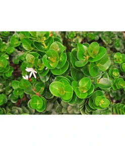 Natalpflaume 7 Natalpflaume -Gartenbedarf Angebote 7719107 PR MO 002 NatalpflaumeCarissaGrandiflora123rf