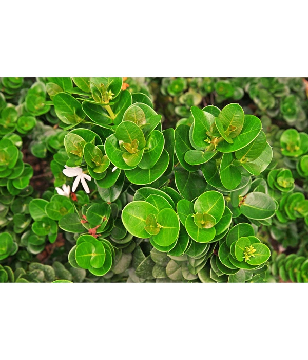 Natalpflaume 4 Natalpflaume – Bild 4