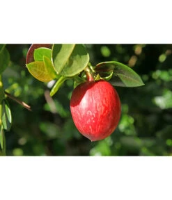 Natalpflaume 6 Natalpflaume -Gartenbedarf Angebote 7719107 PR MO 011 NatalpflaumeCarissaGrandiflora123rf