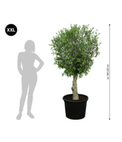 Gartenbedarf Angebote -Gartenbedarf Angebote 7724784 WE BG 001 XXLOlivenbaum180200cm