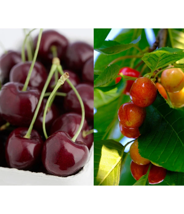 Kirschen-Duo 'Regina/Napoleon' 1 Kirschen-Duo 'Regina/Napoleon'