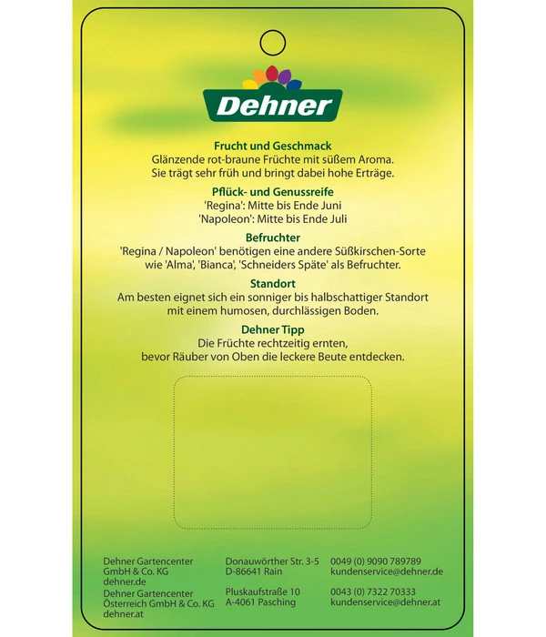 Kirschen-Duo 'Regina/Napoleon' 6 Kirschen-Duo 'Regina/Napoleon' – Bild 6