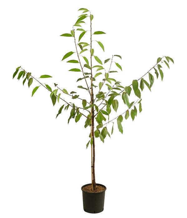 Kirschen-Duo 'Regina/Napoleon' 2 Kirschen-Duo 'Regina/Napoleon' – Bild 2