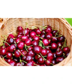 Kirschen-Duo 'Regina/Napoleon' 8 Kirschen-Duo 'Regina/Napoleon' -Gartenbedarf Angebote 7738792 WE MO 001 KirschenDuoReginaNapoleon Pixabay