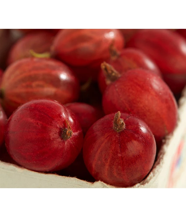 Säulen-Stachelbeere 'Spinefree' 1 Säulen-Stachelbeere 'Spinefree'