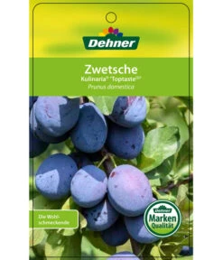 Zwetschge 'Kulinaria-Toptaste' -Gartenbedarf Angebote 7763881 ZwetscheKulinariaToptaste Etikett 1