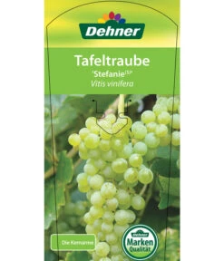 Tafeltraube 'Stefanie' 6 Tafeltraube 'Stefanie' -Gartenbedarf Angebote 7773278 TafeltraubeStefanie Etikett 1