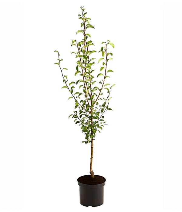 Birnen-Duo 'Williams Christ/Vereinsdechant' 2 Birnen-Duo 'Williams Christ/Vereinsdechant' – Bild 2