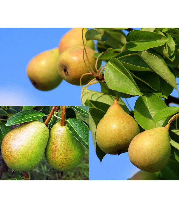 Birnen-Duo 'Williams Christ/Vereinsdechant' 1 Birnen-Duo 'Williams Christ/Vereinsdechant'