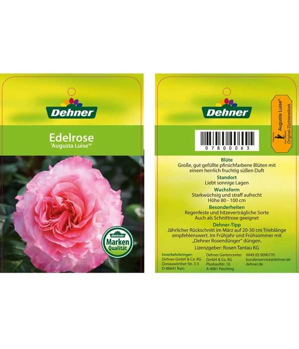 Edelrosen-Mix 'Nostalgie®' 12 Edelrosen-Mix 'Nostalgie®' – Bild 12