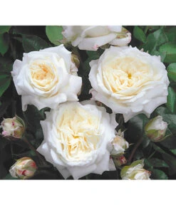 Edelrosen-Mix 'Nostalgie®' 18 Edelrosen-Mix 'Nostalgie®' -Gartenbedarf Angebote 7800063 BildD 001 EdelrosenNostalgieMixNostalgieRosenTantauRet