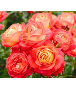 Edelrosen-Mix 'Nostalgie®' 19 Edelrosen-Mix 'Nostalgie®' -Gartenbedarf Angebote 7800063 BildD 005 EdelrosenNostalgieMixNostalgieRosenTantauRet