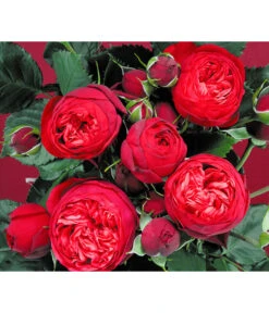 Edelrosen-Mix 'Nostalgie®' 20 Edelrosen-Mix 'Nostalgie®' -Gartenbedarf Angebote 7800063 BildD 007 EdelrosenNostalgieMixNostalgieRosenTantauRet