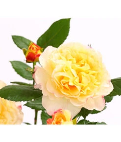 Edelrosen-Mix 'Nostalgie®' 23 Edelrosen-Mix 'Nostalgie®' -Gartenbedarf Angebote 7800063 PR DE 001 NostalgieRosen6LiterEdelroseAquarellDehnerExpressHerzig