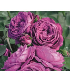 Edelrosen-Mix 'Nostalgie®' 21 Edelrosen-Mix 'Nostalgie®' -Gartenbedarf Angebote 7800063 PR MO 001 RoseHeidiKlumRosenTantauRet