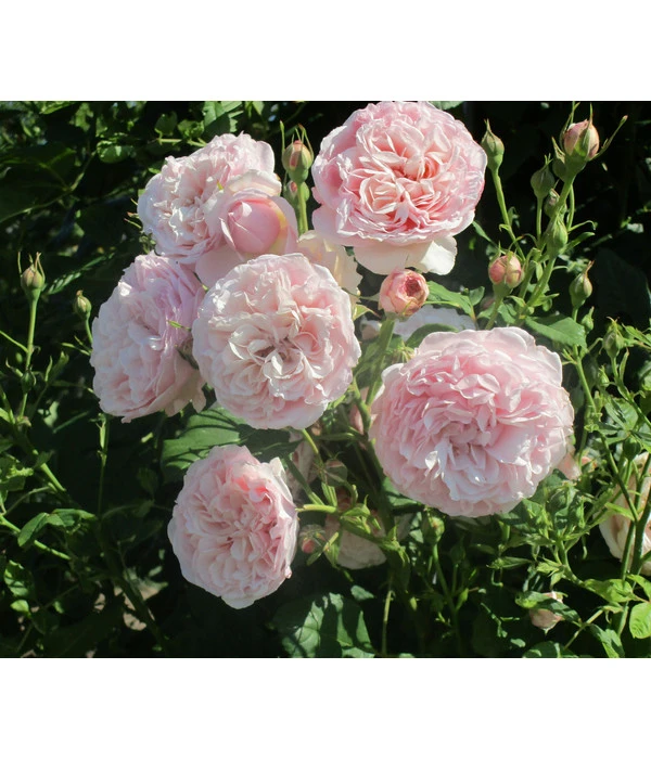 Kletterrose 'Divina' 1 Kletterrose 'Divina'