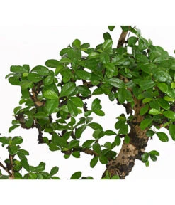 Bonsai Fukientee - Carmona Microphylla, 12-15 Jahre -Gartenbedarf Angebote 7976996 WE DE 001 BonsaiFukienteeCarmonaMicrophyllaBis15JahreDehnerExpressHerzig2