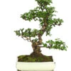 Bonsai Fukientee - Carmona Microphylla, 12-15 Jahre