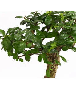 Bonsai Fukientee - Carmona Microphylla, Kugelförmig, 6 Jahre -Gartenbedarf Angebote 7977036 WE DE 001 BonsaiFukienteeCarmonaMicrophylla6JahreKugelformDehnerExpressHerzig