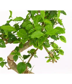 Bonsai Chinesischer Liguster - Ligustrum Sinensis, Anfänger-Set -Gartenbedarf Angebote 7977069 WE DE 001 GeschenksetBonsaiChinesischerLigusterLigustrumSinensis6JahreDehnerExpressHerzig