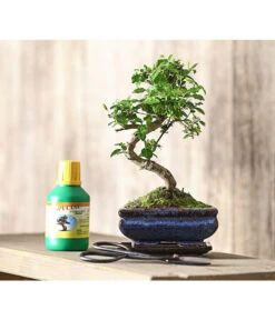 Bonsai Chinesischer Liguster - Ligustrum Sinensis, Anfänger-Set -Gartenbedarf Angebote 7977069 WE MO 001 GeschenksetBonsaiChinesischerLigusterLigustrumSinensis6JahreDehnerExpressHerzig