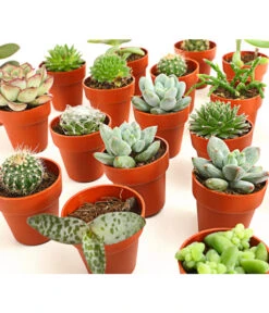 Mini Kakteen- & Sukkulenten-Set, Verschiedene Sorten, 20-teilig 5 Mini Kakteen- & Sukkulenten-Set, Verschiedene Sorten, 20-teilig -Gartenbedarf Angebote 7977358 we DE 001 MiniKakteenUndSukkulenten20erMixDehnerExpressHerzig