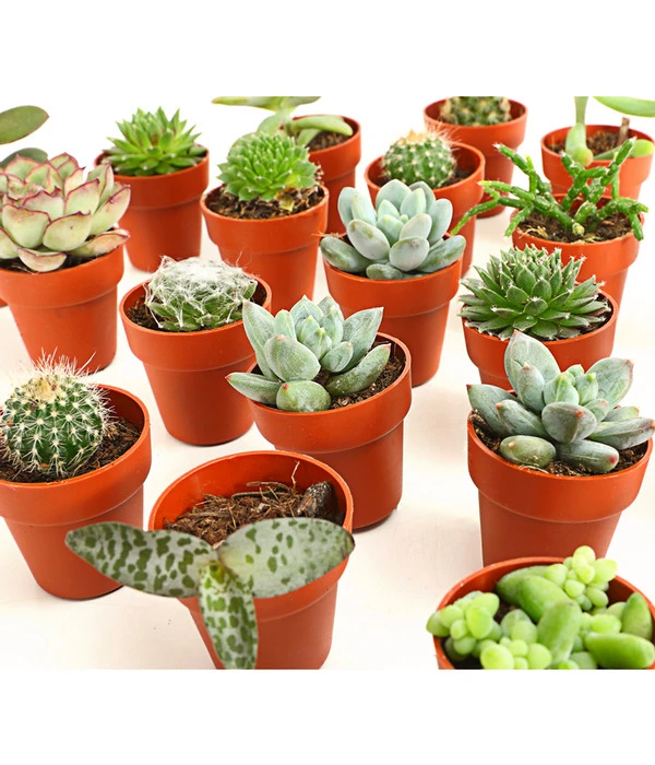 Mini Kakteen- & Sukkulenten-Set, Verschiedene Sorten, 20-teilig 3 Mini Kakteen- & Sukkulenten-Set, Verschiedene Sorten, 20-teilig – Bild 3