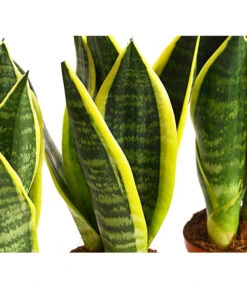 Bogenhanf - Sansevieria Trifasciata, 3er-Set 5 Bogenhanf - Sansevieria Trifasciata, 3er-Set -Gartenbedarf Angebote 7977713 PR DE 001 SansevieriaTrifasciataBogenhanf3erSetT9StreckeDehnerExpressHerzig