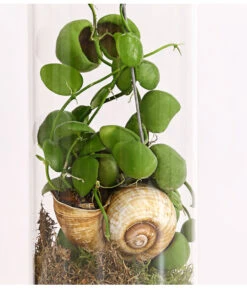 Schneckenhauspflanze Im Glas - Dischidia Pectinoides 'Snaily' -Gartenbedarf Angebote 7977796 PR DE 001 SnailyDischidiaPectenoidesSchneckenhauspflanzeImAcrylglasDehnerExpressHerzig