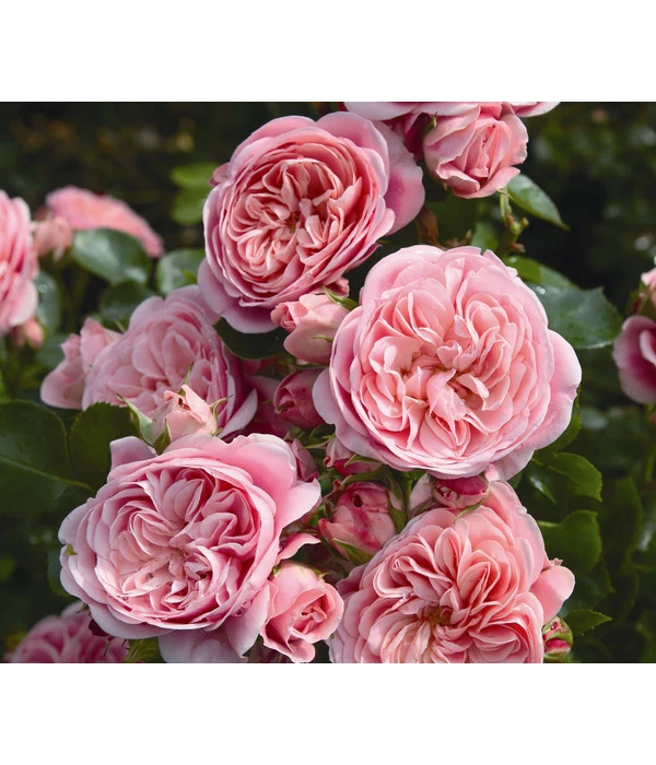 Beetrose 'Bailando®' 1 Beetrose 'Bailando®'