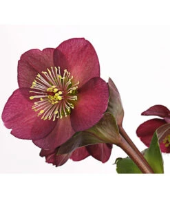 Schneerose 'Ice N' Roses® Red' - Helleborus Gold Collection® -Gartenbedarf Angebote 8010969 WE DE 001 HelleborusWeinrotDehnerExpressHerzig
