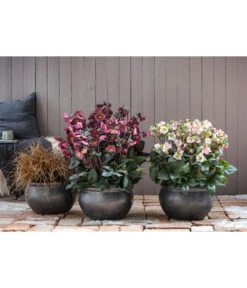 Schneerose 'Ice N' Roses® Red' - Helleborus Gold Collection® -Gartenbedarf Angebote 8028011 8010969 8044331 WE MO 001 HelleborusLenzroseChristroseBL17