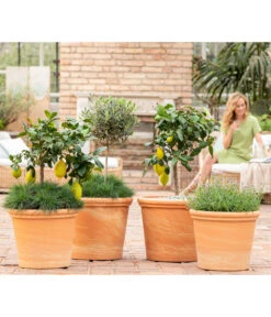 Spang Terrakotta-Topf Toscana, Rund -Gartenbedarf Angebote 8037780 7120942 8092108 3697612 WE MO 001 SpaetsommerTerrasseCitrusOliveLavandulaFestuca