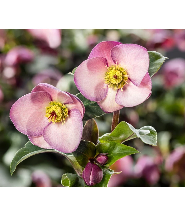 Schneerose 'Ice 'n' Roses® Early Rose' - Helleborus Gold Collection® 1 Schneerose 'Ice 'n' Roses® Early Rose' - Helleborus Gold Collection®