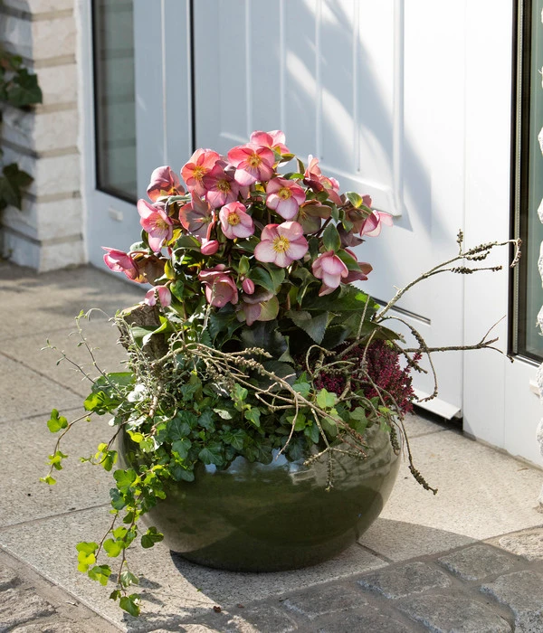 Schneerose 'Ice 'n' Roses® Early Rose' - Helleborus Gold Collection® 2 Schneerose 'Ice 'n' Roses® Early Rose' - Helleborus Gold Collection® – Bild 2