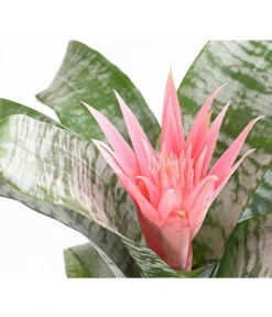 Lanzenrosette - Aechmea Fasciata -Gartenbedarf Angebote 8200636 WE DE 001 LanzenrosetteAechmeaPrimeraT15DehnerExpressHerzig