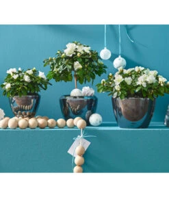 Zimmerazalee - Rhododendron Simsii, Stämmchen 21 Zimmerazalee - Rhododendron Simsii, Stämmchen -Gartenbedarf Angebote 8205148 8205171 8205379 82005148 PR MO 020 AzaleenAzaleaT12UveSauer