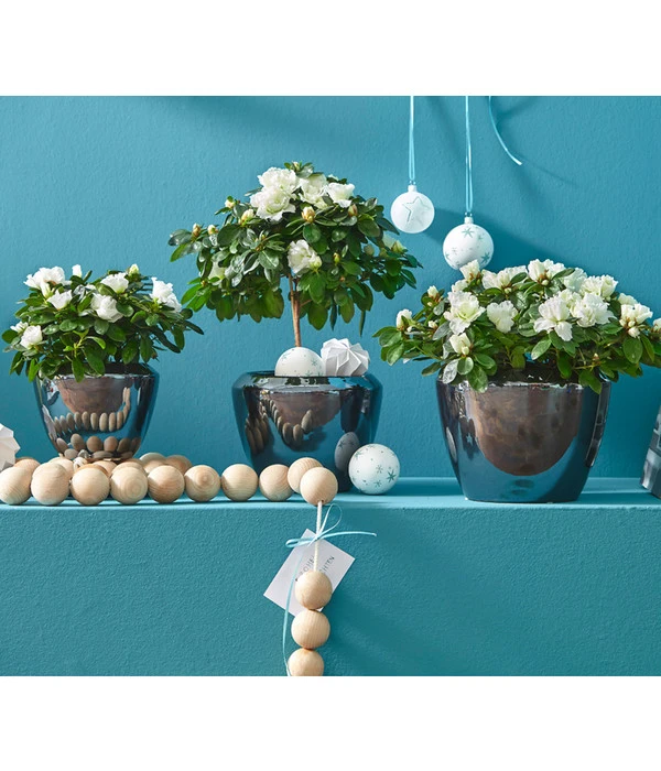 Zimmerazalee - Rhododendron Simsii, Stämmchen 11 Zimmerazalee - Rhododendron Simsii, Stämmchen – Bild 11