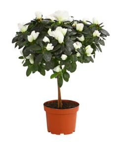 Zimmerazalee - Rhododendron Simsii, Stämmchen 13 Zimmerazalee - Rhododendron Simsii, Stämmchen -Gartenbedarf Angebote 8205171 PR FS 003 AzaleeAzaleaStammT13DehnerExpressHerzig