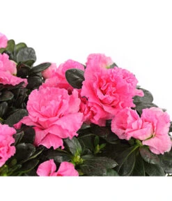 Zimmerazalee - Rhododendron Simsii, Stämmchen 16 Zimmerazalee - Rhododendron Simsii, Stämmchen -Gartenbedarf Angebote 8205171 WE DE 001 AzaleeAzaleaStammT13DehnerExpressHerzig