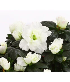 Zimmerazalee - Rhododendron Simsii, Stämmchen 18 Zimmerazalee - Rhododendron Simsii, Stämmchen -Gartenbedarf Angebote 8205171 WE DE 003 AzaleeAzaleaStammT13DehnerExpressHerzig