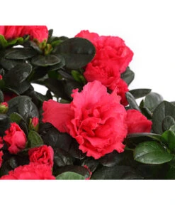 Zimmerazalee - Rhododendron Simsii, Stämmchen 19 Zimmerazalee - Rhododendron Simsii, Stämmchen -Gartenbedarf Angebote 8205171 WE DE 004 AzaleeAzaleaStammT13DehnerExpressHerzig