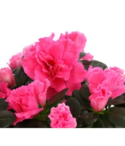 Zimmerazalee - Rhododendron Simsii, Stämmchen 20 Zimmerazalee - Rhododendron Simsii, Stämmchen -Gartenbedarf Angebote 8205171 WE DE 005 AzaleeAzaleaStammT13DehnerExpressHerzig