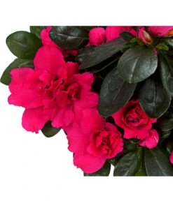 Zimmerazalee - Rhododendron Simsii, Stämmchen 17 Zimmerazalee - Rhododendron Simsii, Stämmchen -Gartenbedarf Angebote 8205171 WE DE 02 AzaleeAzaleaStammT13DehnerExpressHerzig