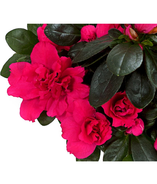 Zimmerazalee - Rhododendron Simsii, Stämmchen 7 Zimmerazalee - Rhododendron Simsii, Stämmchen – Bild 7