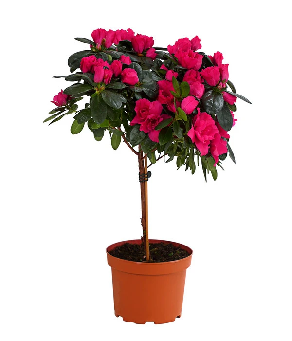 Zimmerazalee - Rhododendron Simsii, Stämmchen 2 Zimmerazalee - Rhododendron Simsii, Stämmchen – Bild 2