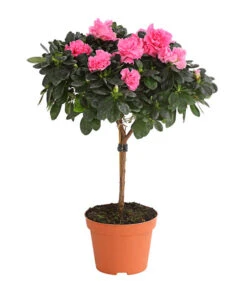 Zimmerazalee - Rhododendron Simsii, Stämmchen 15 Zimmerazalee - Rhododendron Simsii, Stämmchen -Gartenbedarf Angebote 8205171 WE FS 005 AzaleeAzaleaStammT13DehnerExpressHerzig